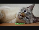 もっと構ってよ…と飼い主にねだる猫の顔がかわいすぎた