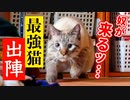 最強のDNAを持った猫の動きが限界を突破している件