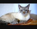 静止画のように動かなくなった猫の真顔が怖すぎる件