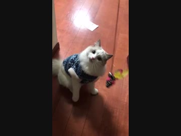 【たぬきち】猫釣りに挑戦