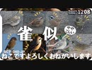 1208【スズメに似た小鳥達】タヒバリ、ホオジロ、アオジ。カイツブリ飛翔、捕食。小さな猛禽モズ。野良猫多い。ねこです。鶴見川　SCP-040-JP【 #今日撮り野鳥動画まとめ 】 #身近な生き物語