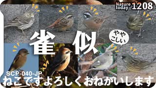 1208【スズメに似た小鳥達】タヒバリ、ホオジロ、アオジ。カイツブリ飛翔、捕食。小さな猛禽モズ。野良猫多い。ねこです。鶴見川　SCP-040-JP【 #今日撮り野鳥動画まとめ 】 #身近な生き物語