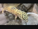 [あなたが私にくれたもの]タランチュラ飼育日記その２６[タランチュラの抜け殻]