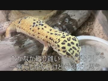 [あなたが私にくれたもの]タランチュラ飼育日記その２６[タランチュラの抜け殻]