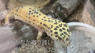 [あなたが私にくれたもの]タランチュラ飼育日記その２６[タランチュラの抜け殻]