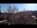 12月なのに桜が咲いていた
