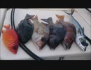 夜の船釣り