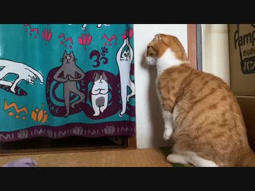 ピョンピョンとジャンプを楽しんでいた猫 カーテンから飛び出してきた同居猫のアタックで警戒をはじめ かわいい 奇襲で草 ニコニコニュース
