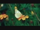Everyday Fly-□Inakamono□