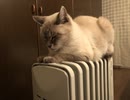 風に聞け２０１２０８　Two Sides - SefChol