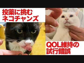伝説の重鎮猫、投薬おやつで悪戦苦闘する