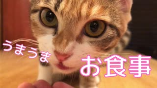 超接写！大好物のシーバを食べる子猫がかわいすぎる…【おまけ付き】【キジ三毛のまる】