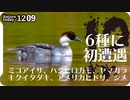 1209【キクイタダキにミコアイサ】シメにヤマガラが松ぼっくりから種を食べる。アメリカヒドリ交雑種、ハシビロガモのエクリプス、冬の昭和記念公園に渡り鳥【 #今日撮り野鳥動画まとめ 】 #身近な生き物語