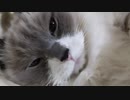 そいねしている気持ちになれる動画。