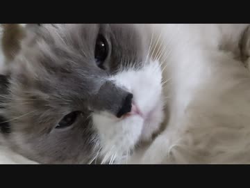 そいねしている気持ちになれる動画。