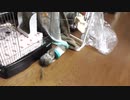 大好物が入った入れ物を必死で運ぶデグー