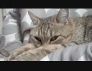 一体化するタタルさん　＃205