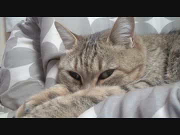 一体化するタタルさん　＃205
