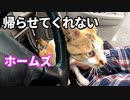 保護出来なかった野良猫が車から降りてくれない