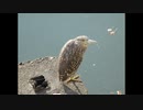 ２０２０年１２月８日　ho散歩　京橋川