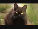 猫の本物交尾4