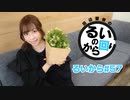 【ゲーム回】田辺留依の「るいのから回り」#57【Fall Guys】