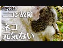 1210【NIKONカメラまた壊れた】元気のない野良ねこ、小さな猛禽モズやセグロカモメ、エンジェルウイング奇形のカルガモ。P1000マイク端子不良【 #今日撮り野鳥動画まとめ 】 #身近な生き物語