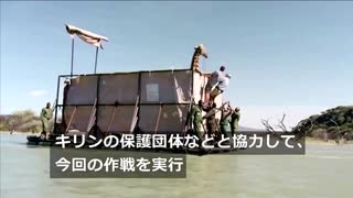 キリンがはしけに乗って湖面を移動、いったいなぜ？ ケニア（9日）