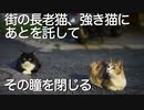 街の長老猫、強き猫たちに街を託し永遠の眠りにつく