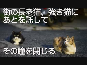街の長老猫、強き猫たちに街を託し永遠の眠りにつく