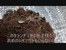[おいおい]タランチュラ飼育日記その２８[アオハルかよぉ]