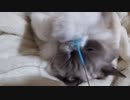 おててかわいい