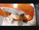 子ハムたち(過去の動画を切り貼りしてるだけ)