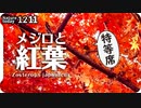 1211【紅葉野鳥。モミジにメジロが綺麗】小さな猛禽モズ。コサギの捕食、ヘタッぴ交尾のカルガモ求愛、オナガやカラスの採食、キセキレイの鳴き声、謎の鳥声【 #今日撮り野鳥動画まとめ 】 #身近な生き物語