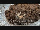 [脱皮だよ、見ようぜ]タランチュラ飼育日記その２９[とても嬉しいよ、見ようぜ]