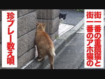 重鎮猫とアホの子、住宅街を舞台に珍プレー数え唄
