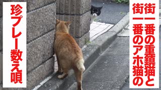 重鎮猫とアホの子、住宅街を舞台に珍プレー数え唄