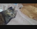 拾いねこ＠生後3081/3048日目　3人で添い寝。
