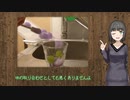 【飲み物祭2020】京町セイカのヴァイオレット・アイスキューブ