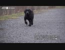 コロナ対策逆手 「子犬詐欺」急増、ネット広告8割が偽物 カナダ
