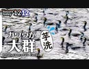 1212【カワウが大群で狩り】シジュウカラがヨシの虫捕食、小さな猛禽モズ。大きなセグロカモメ、カワセミとカイツブリの糞、クサガメにアカミミガメメラニズム #今日撮り野鳥動画まとめ  #身近な生き物語