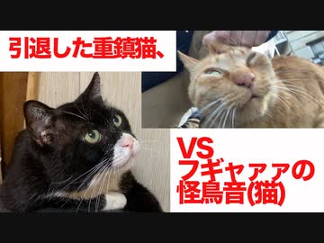 フギャァァァの怪鳥音、引退した重鎮猫に火をつける