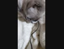 ピンマイク使ってみた