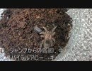 [どんどんでかくなれ]タランチュラ飼育日記その３０[そしてどんどんでかくなれ]