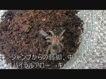 [どんどんでかくなれ]タランチュラ飼育日記その３０[そしてどんどんでかくなれ]