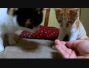 なぜか鶏肉をペッっと吐き出す猫