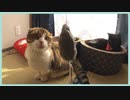 【癒し】ネコと過ごす１５分【定点カメラ】