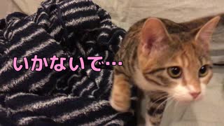 人気の 猫 鳴き声 動画 68本 ニコニコ動画