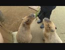 中年夫婦が伊豆シャボテン動物公園で動物と戯れる