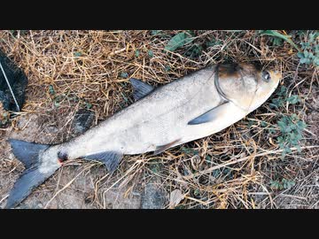 【釣り・VLOG】上板橋から西高島平～荒川温泉へ散歩を兼ねて釣行、結果ハクレンがスレがかる＠Logicoolのゲーミングデバイスおまけ動画あり【P30 Pro(HW-02L)】